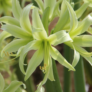 Bulbi de Amaryllis "Evergreen", 1 Bucata