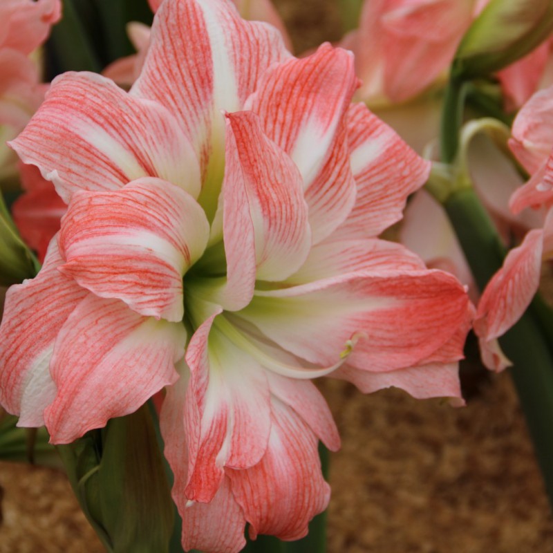 Bulbi de Amaryllis "Giant Amadeus", 1 Bucata