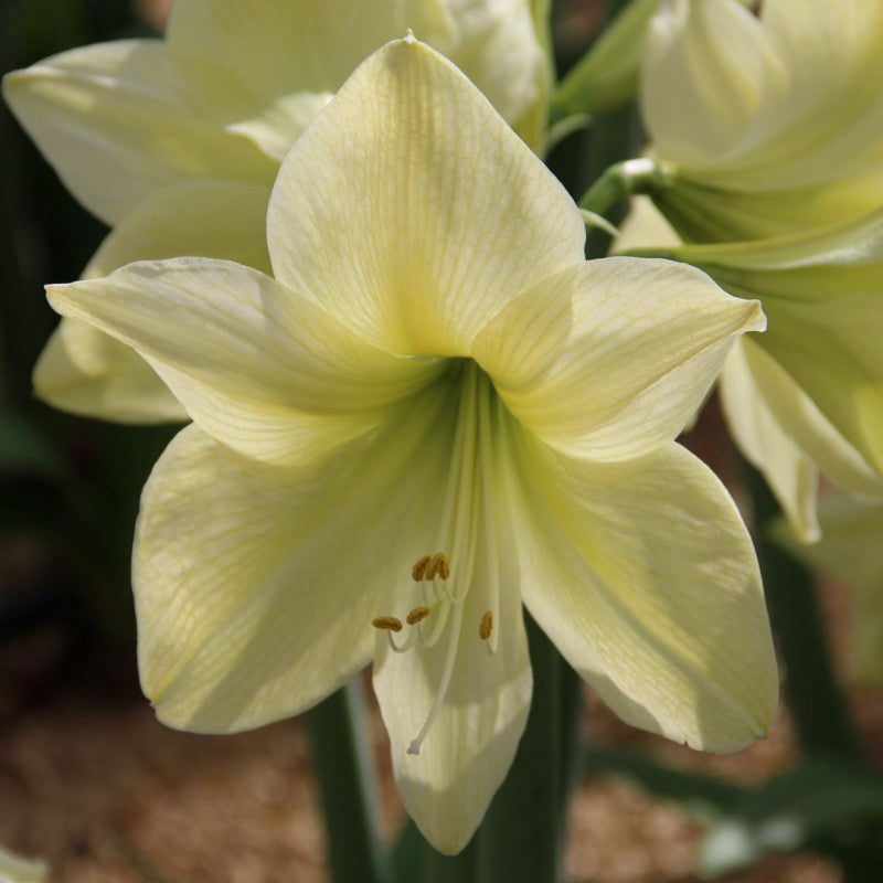 Bulbi de Amaryllis "Lemon Star", 1 Bucata