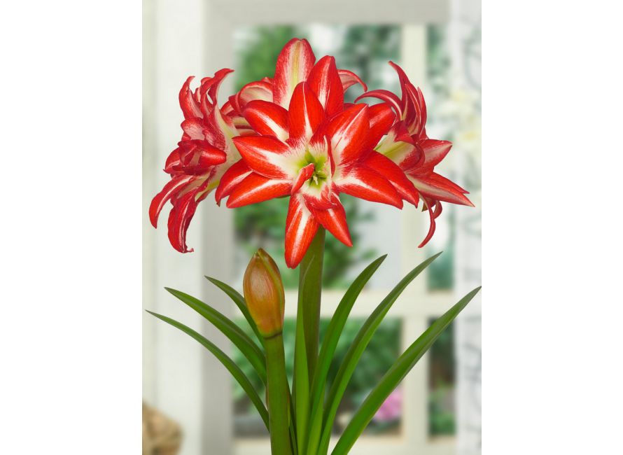 Bulbi de Amaryllis "Splash", 1 Bucata