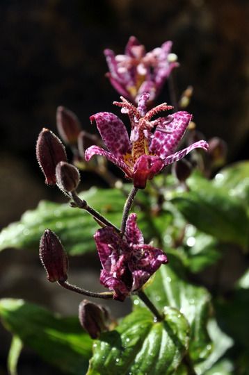 Tricyrtis Hirta (Orhideea de gradina),  2 bucăți