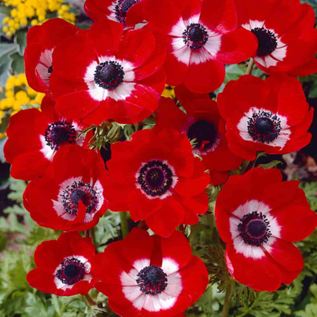 Bulbi Anemone - Hollandia - 10 Bucăți