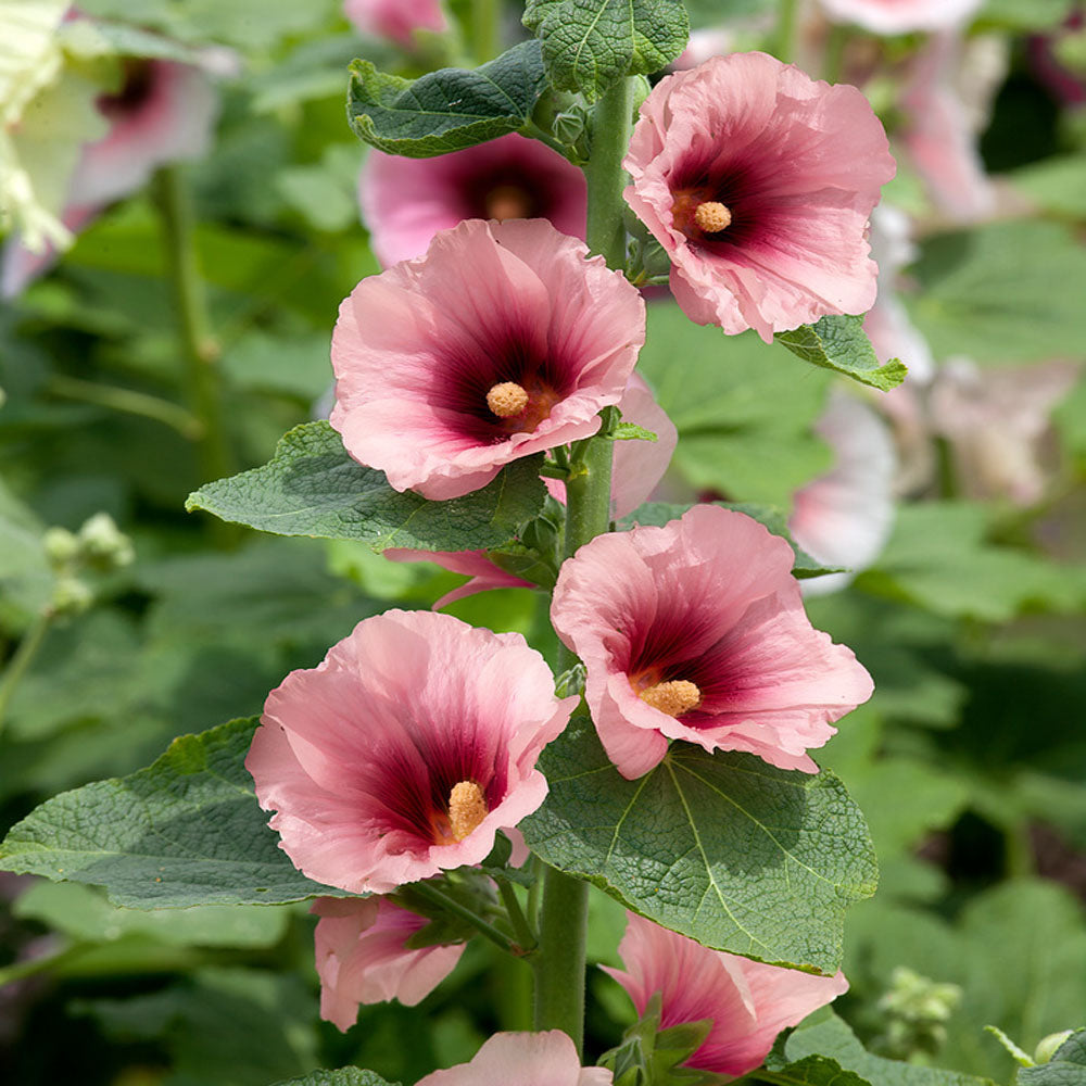 Nalba de Gradina "Alcea Rosea" Halo Apricot, la Ghiveci de 3L, 1 Bucata