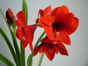 Bulbi de Amaryllis "Horizon", 1 Bucata