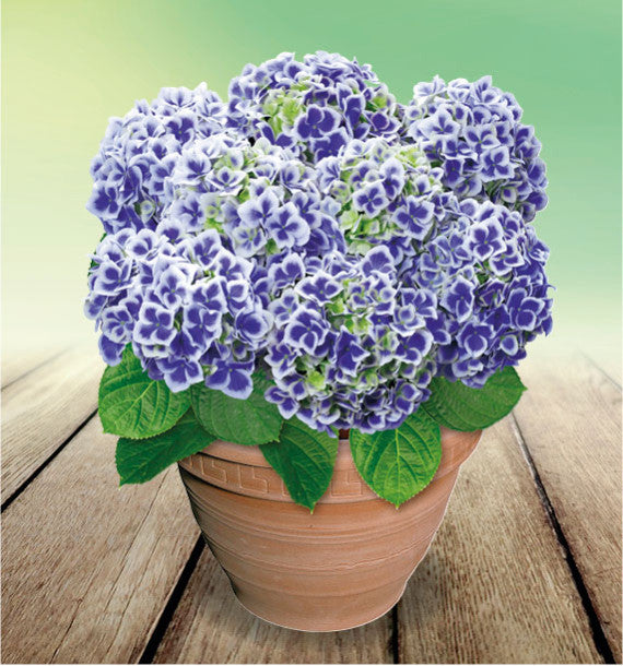 Hortensia Bicolor "Bavaria", la Ghiveci de 3L, 1 Bucata