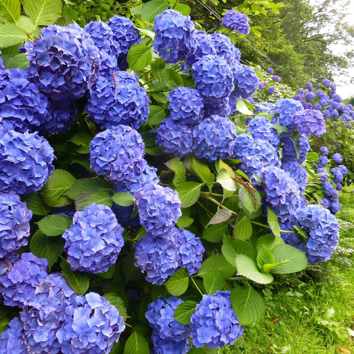 Hortensia "Endless Summer", la Ghiveci de 3L, 1 Bucata