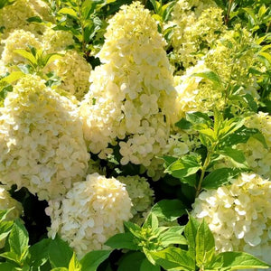 Hortensia Paniculata, Galbena, la Ghiveci de 3L, 1 Bucata