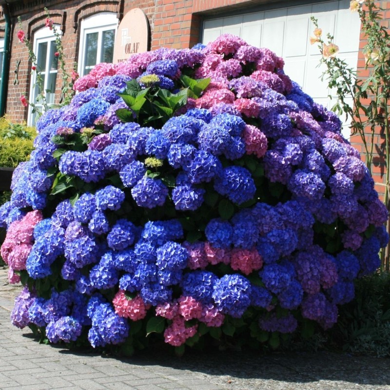 Hortensia "Bouquet Rose", la Ghiveci de 3L, 1 Bucata