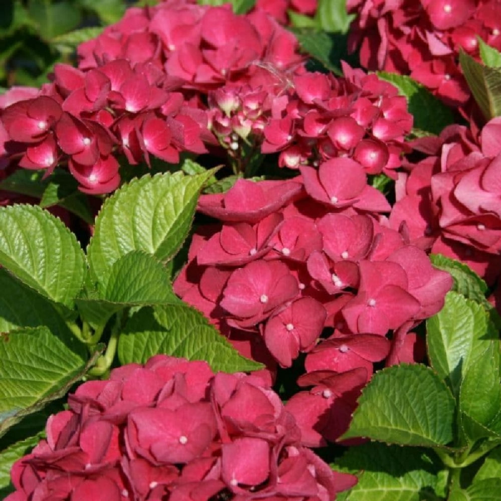 Hortensia Macrophylla "Miss Hepburn", Rosie, la Ghiveci de 3L, 1 Bucata