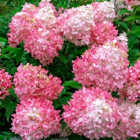 Hortensia Arbustiva Paniculata "Pink Lady", la Ghiveci de 3L, 1 Bucata