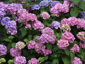 Hortensia "Bouquet Rose", la Ghiveci de 3L, 1 Bucata