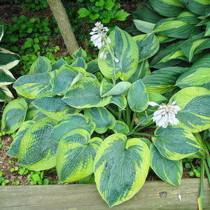 Bulbi de Hosta "Frances Williams", 1 Bucata