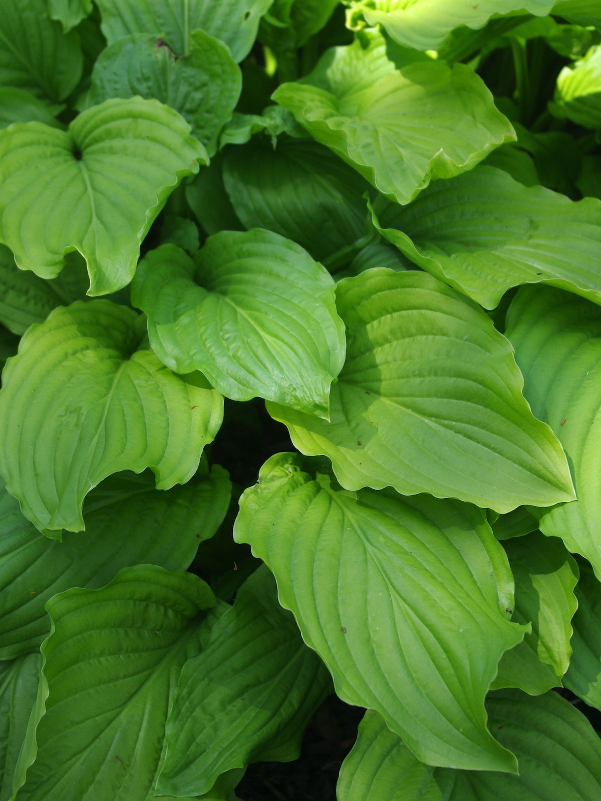 Bulbi de Hosta "Honeybells", 1 Bucata