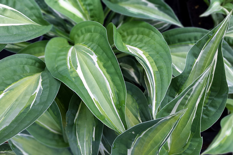 Bulbi de Hosta "Snake Eyes", 1 Bucata