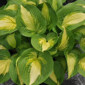 Bulbi de Hosta "Summer Music", 1 Bucata