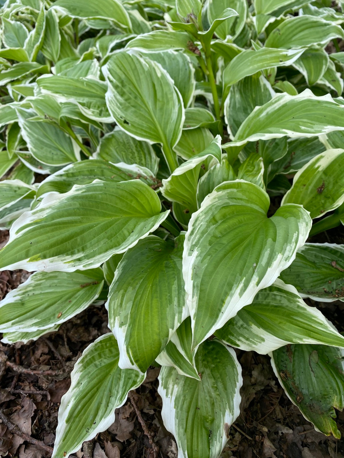 Bulbi de Hosta "Und. Albomarginata", 1 Bucata