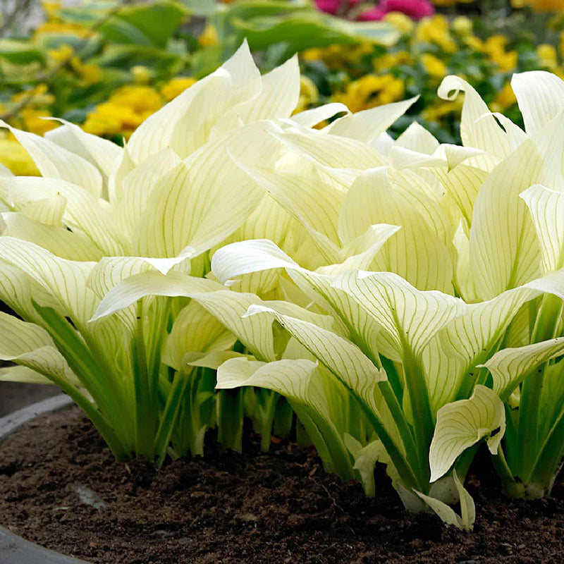 Bulbi de Hosta "White Feather", 1 Bucata