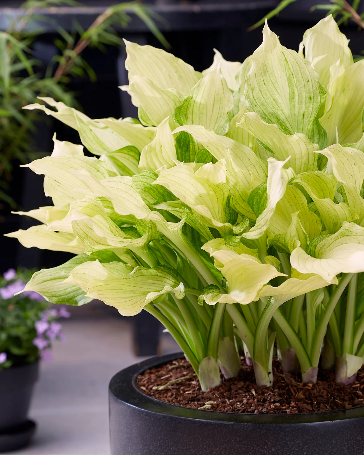 Bulbi de Hosta "White Feather", 1 Bucata