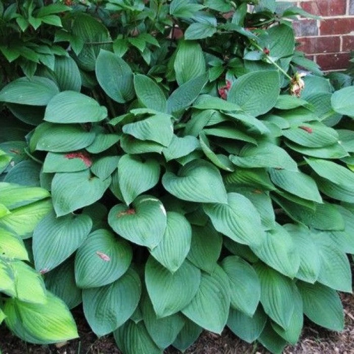 Bulbi de Hosta "Hyacinthina Fortunei", 1 Bucata