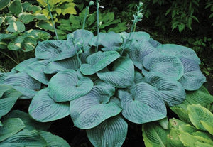 Bulbi de Hosta "True Blue", 1 Bucata