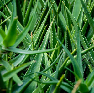 Aloe Vera la Ghiveci, 1 Bucata