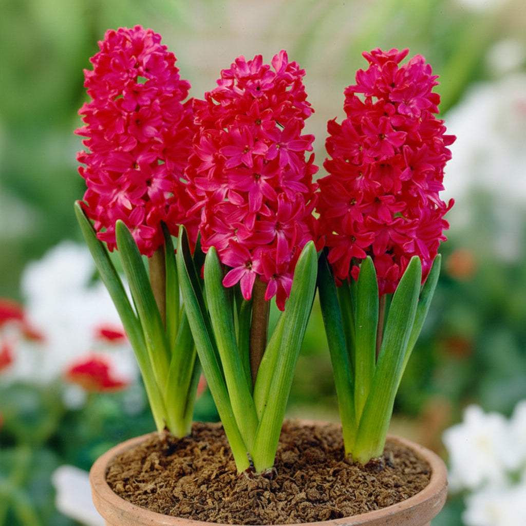 hyacinthus-jan-bos-p1.1 - Fitza Florilor
