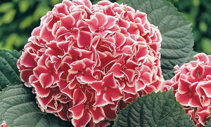 Hortensia Bicolor "Camilla", la Ghiveci de 3L, 1 Bucata