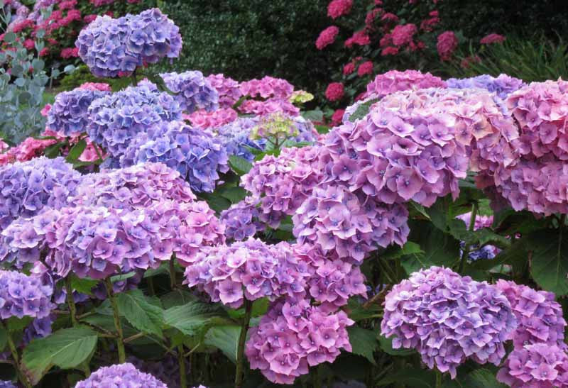 Hortensia Macrophylla "Hamburg", la Ghiveci de 3L, 1 Bucata