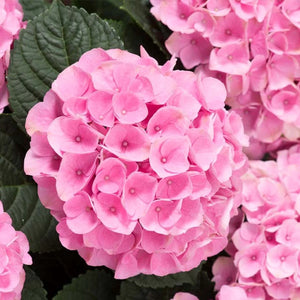 Hortensia Macrophylla "Early Pink", la Ghiveci de 3L, 1 Bucata