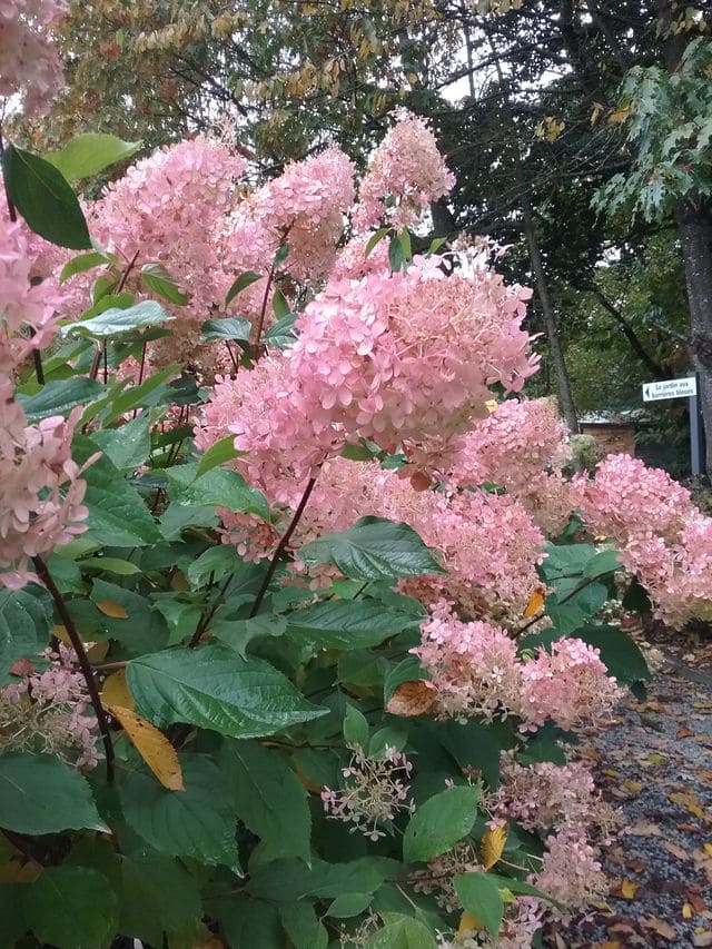 Hortensia Arbustiva Paniculata "Phantom", la Ghiveci de 3L, 1 Bucata