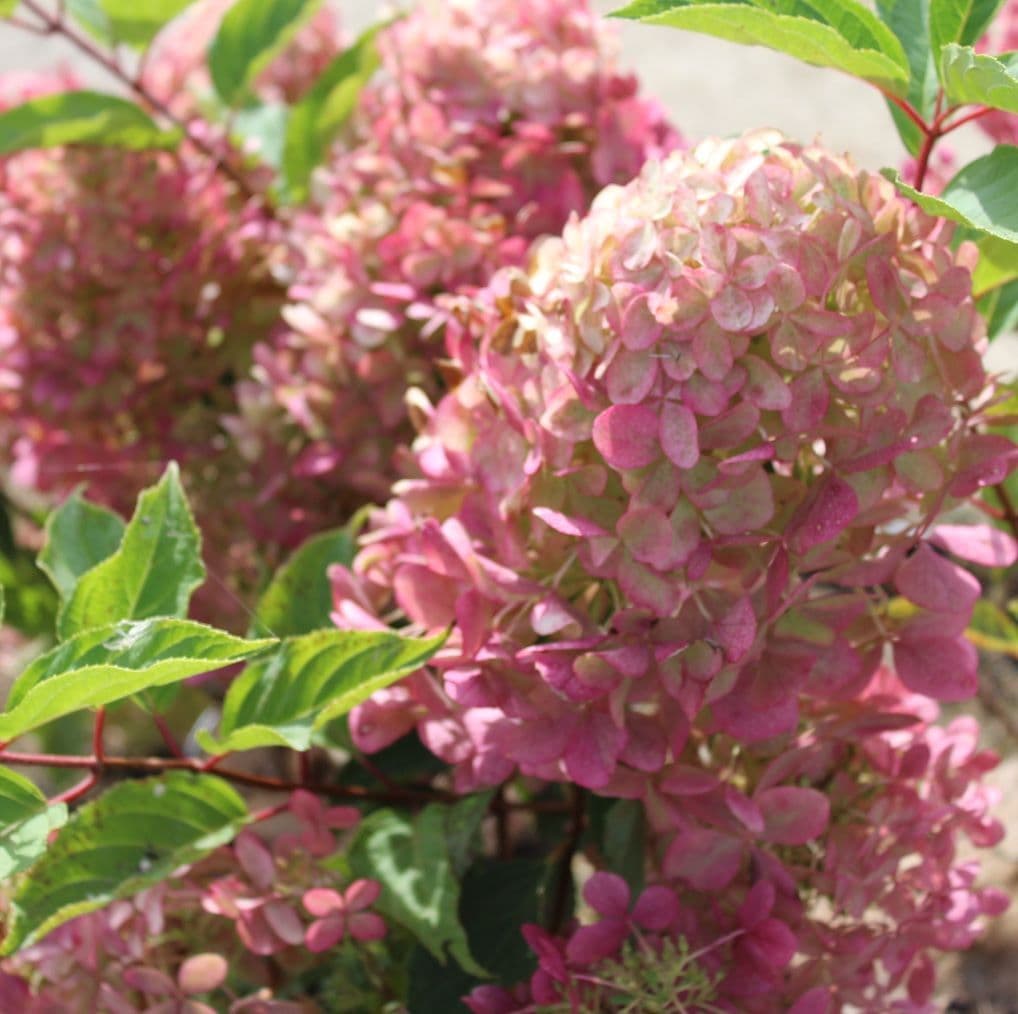 Hortensia Arbustiva Paniculata "Phantom", la Ghiveci de 3L, 1 Bucata