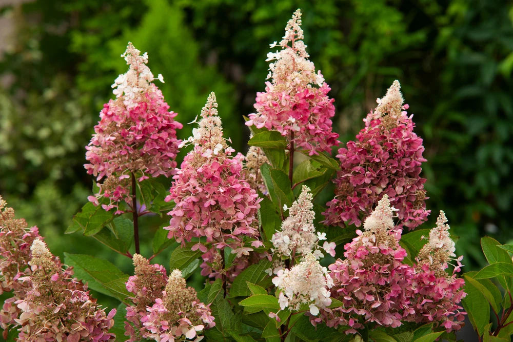 Hortensia Arbustiva Paniculata "Pink Lady", la Ghiveci de 3L, 1 Bucata