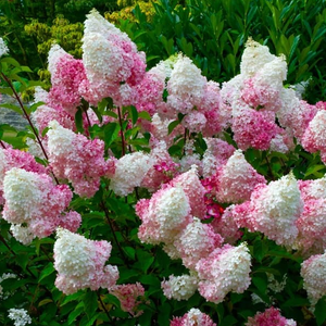 Hortensia Arbustiva Paniculata "Pink Lady", la Ghiveci de 3L, 1 Bucata