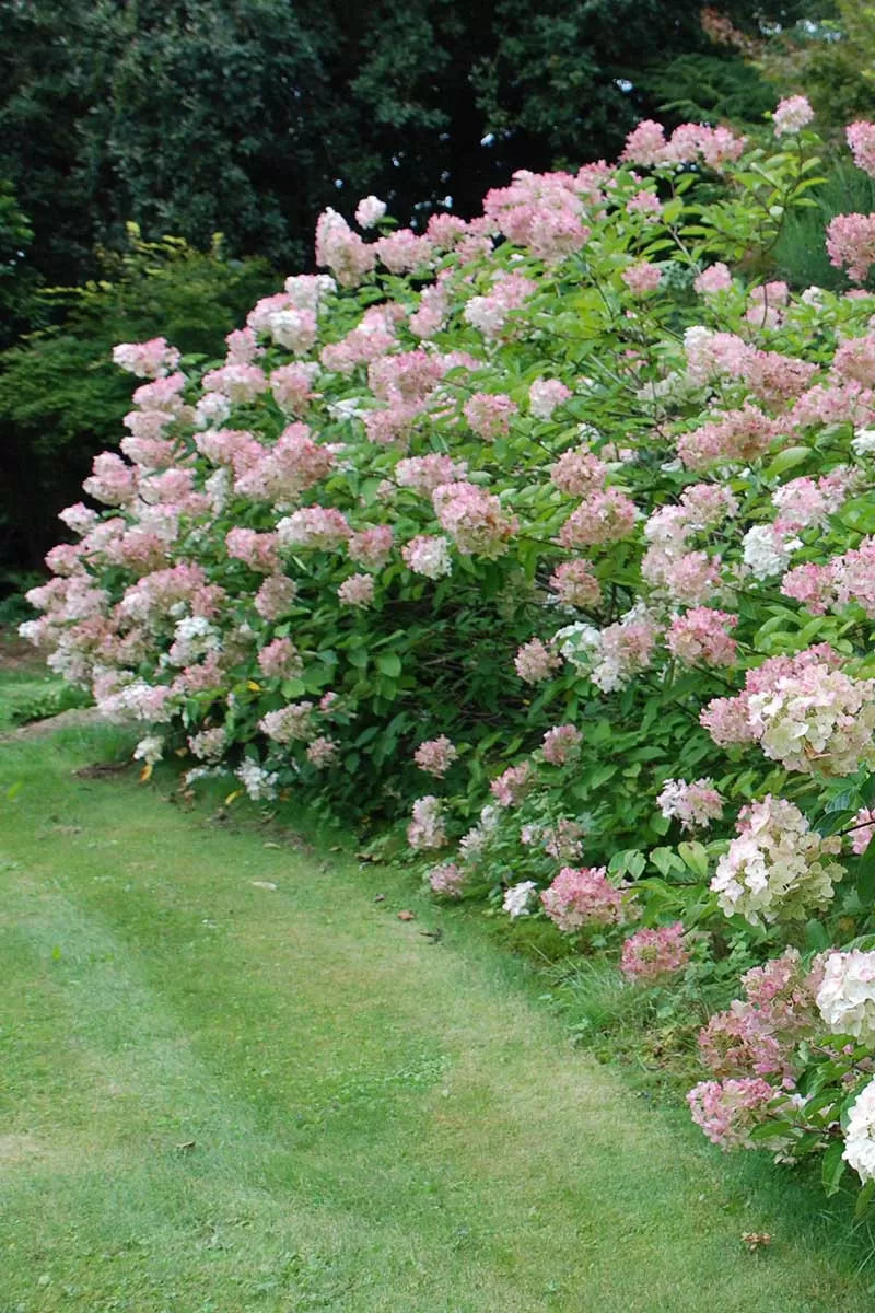 Hortensia Arbustiva Paniculata "Phantom", la Ghiveci de 3L, 1 Bucata