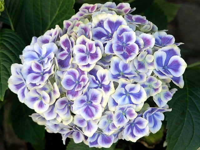 Hortensia Bicolor "Bavaria", la Ghiveci de 3L, 1 Bucata