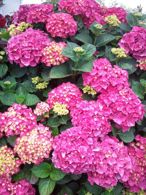 Hortensia Macrophylla, Roz, la Ghiveci de 3L, 1 Bucata