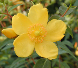 Sunatoare Decorativa, ''Hypericum Hidcote'', la Ghiveci de 3L, 40/60 cm, 1 Bucata