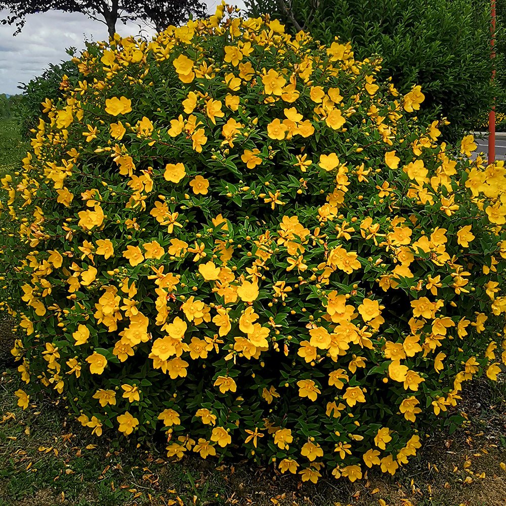 Sunatoare Decorativa, ''Hypericum Hidcote'', la Ghiveci de 3L, 40/60 cm, 1 Bucata