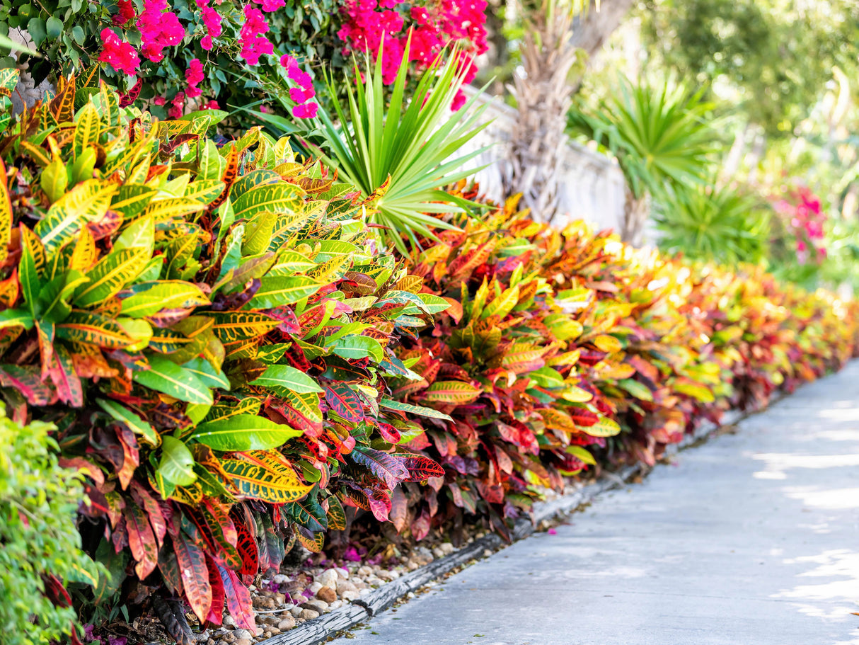 Croton, 60 cm, la Ghiveci de 3L, 1 Bucata