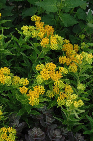 Asclepias Tuberosa Hello Yellow (Iarba Fluturilor), 1 bucata