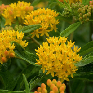 Asclepias Tuberosa Hello Yellow (Iarba Fluturilor), 1 bucata