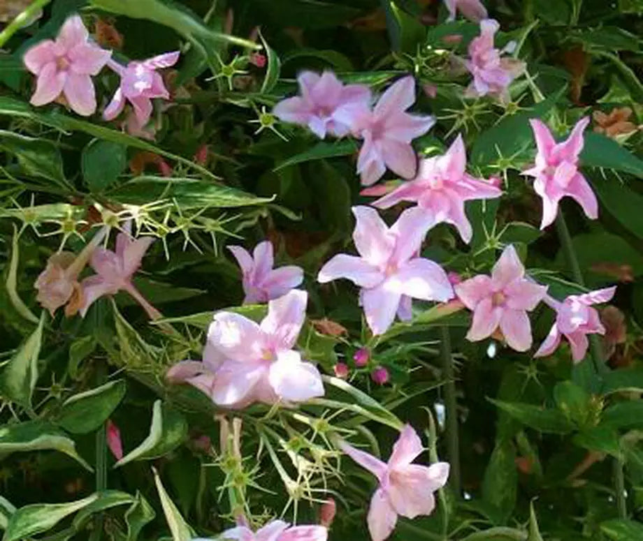 Iasomie "Philadelphus Rosace"  la Ghiveci, 1 Bucata