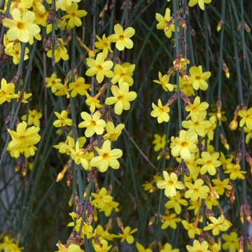 Iasomie de Iarna "Jasminum Officinale", Galbena, la Ghiveci de 3L, 1 Bucata