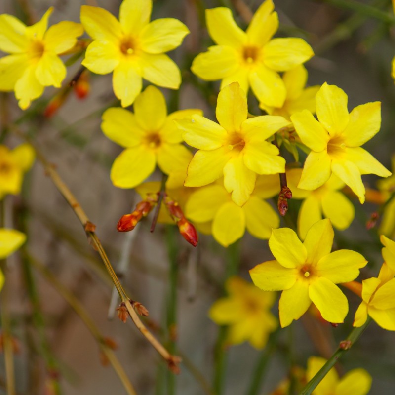 Iasomie Galbena (Jasminum Nudiflorum) la Ghiveci, 1 Bucata