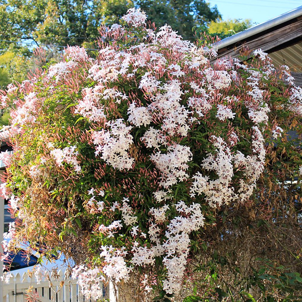 Iasomie "Philadelphus Rosace"  la Ghiveci, 1 Bucata