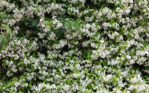 Iasomie de Gradina "Philadelphus Coronarius", 1 Bucata