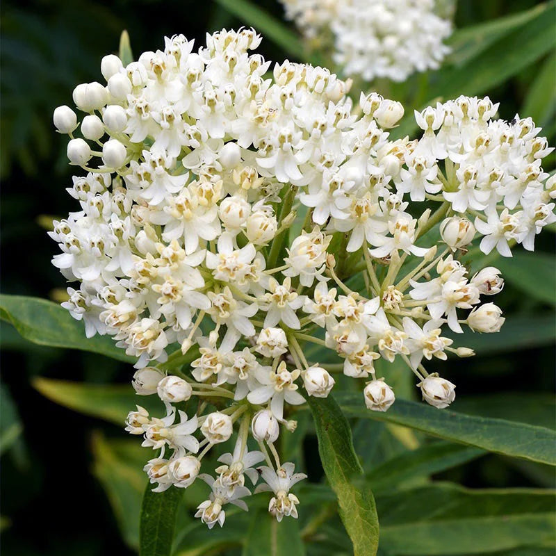 Asclepias Incarnata White Superior (Iarba Fluturilor), 1 bucata