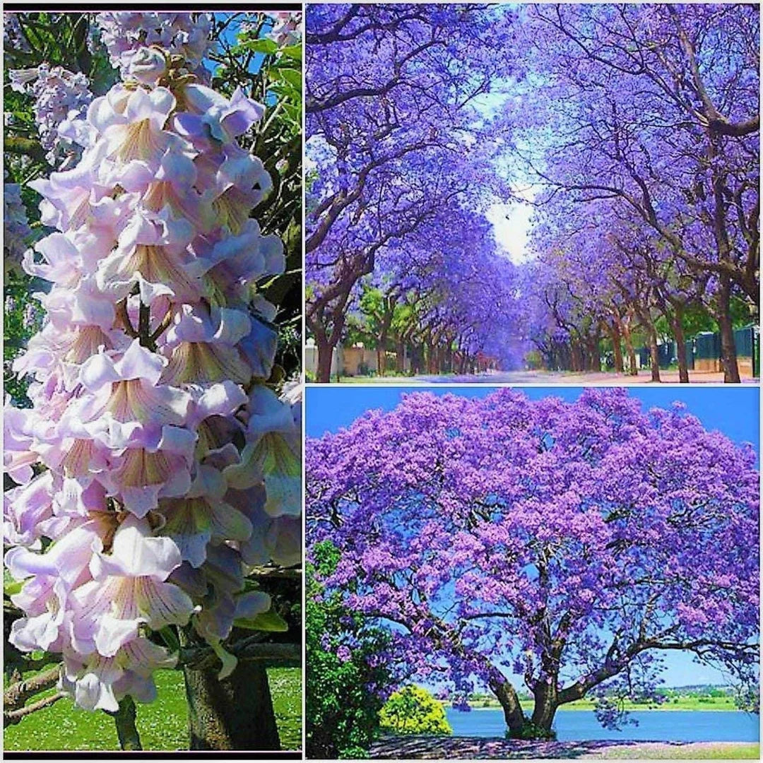 Paulownia Pom,1 Bucata