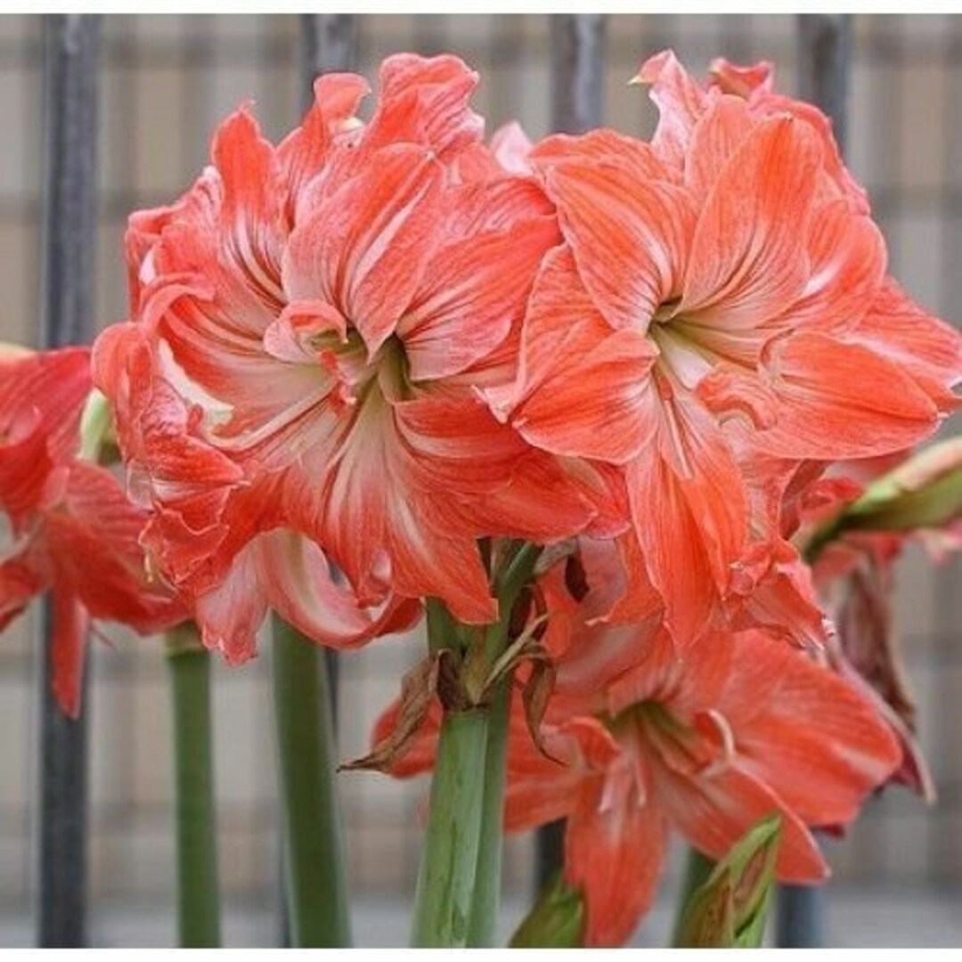 Bulbi de Amaryllis "Lady Jane", 1 Bucata