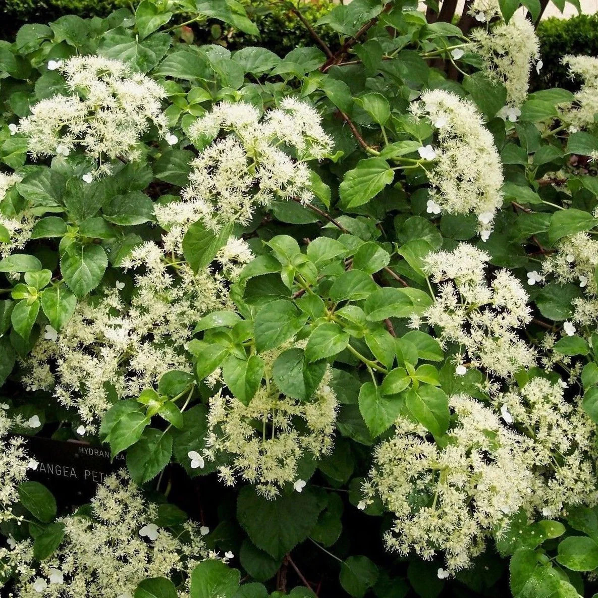 Hortensie Cataratoare "Hydrangea Petiolaris", la Ghiveci de 3L, 1 Bucata